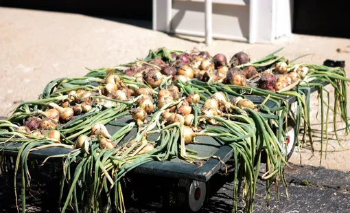 Как сушить свежесобранный лук: пошаговая инструкция Как сушить свежесобранный лук: пошаговая инструкция