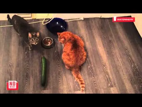 Нажми и смотри