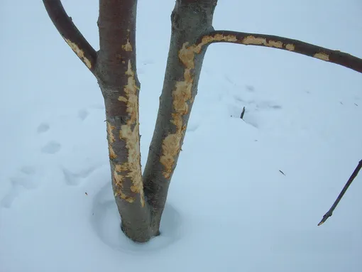 грызуны объели дерево зимой грызуны объели дерево зимой