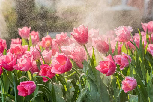 Как поливать тюльпаны в разных условиях