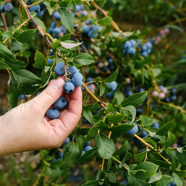 Танцы с бубном: я посадила голубику и поняла, почему её так редко можно встретить на участках