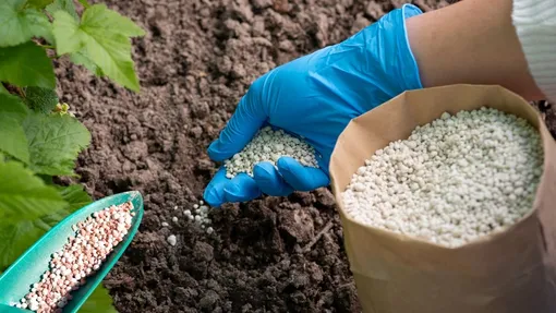 Какие удобрения использовать осенью? Только без азота Какие удобрения использовать осенью? Только без азота