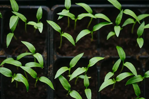 как вырастить рассаду перца