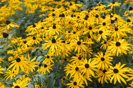 7 цветущих растений, обожающих песчаную почву