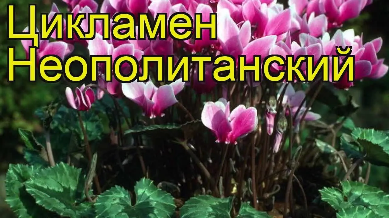 Нажми и смотри Нажми и смотри