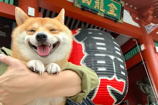 Собака-улыбака: щенок сияет от счастья каждый раз, когда видит еду