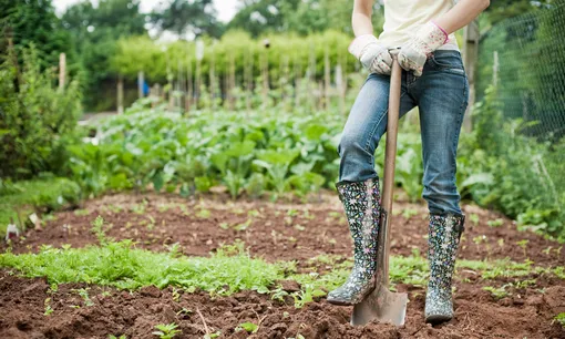 Что закапывать в землю на участке в ноябре — и зачем