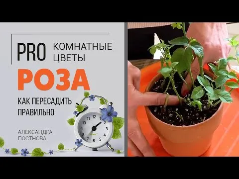 Нажми и смотри