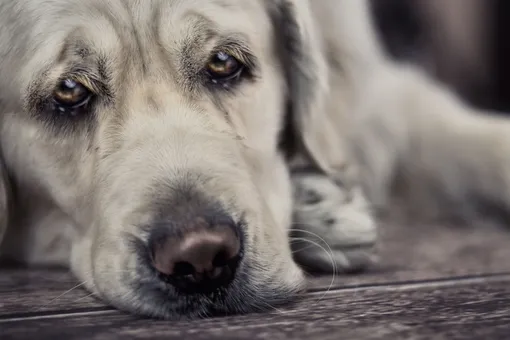 Мужчина нашёл на заправке несчастного лысого щенка: посмотрите, каким он вырос Мужчина нашёл на заправке несчастного лысого щенка: посмотрите, каким он вырос