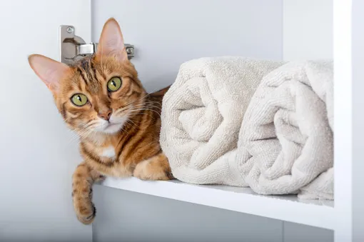 Кот в шкафу