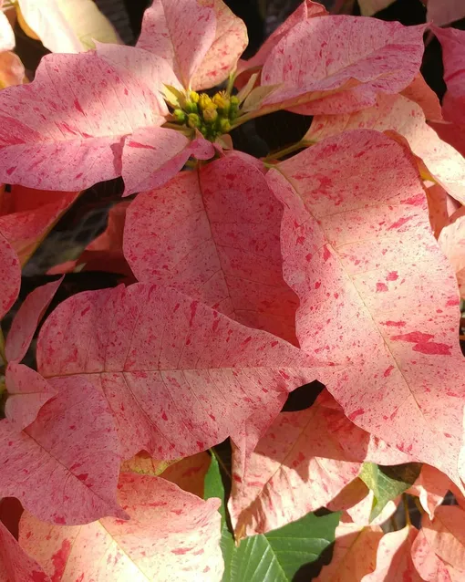 пуансеттия что за цветок