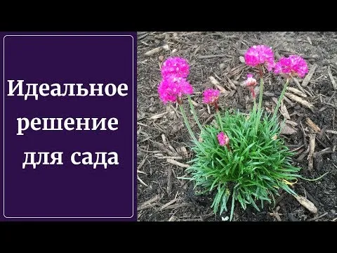 Нажми и смотри