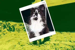 Нам бы его терпение! Кот потратил пять лет, убеждая соседей его полюбить